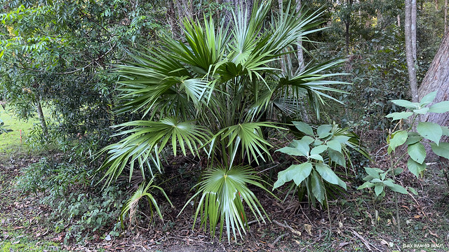 Livistona nitida - Carnarvon Fan Palm, Carnarvon Gorge Cabbage Palm