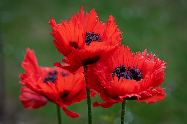 Big red poppies