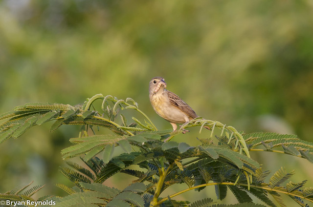 Dickcissel, Spiza americana, female with caterpillar to feed young
