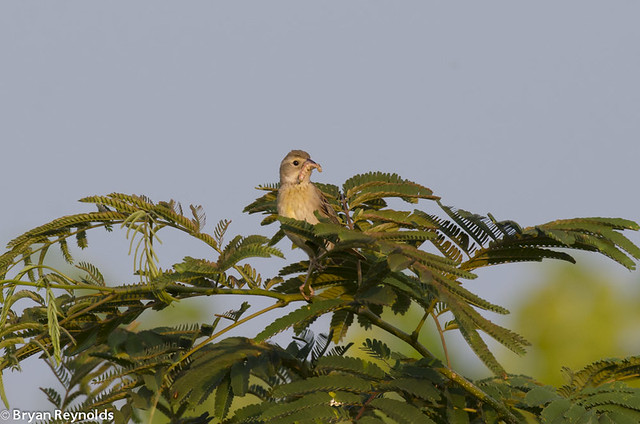 Dickcissel, Spiza americana, female with caterpillar to feed young