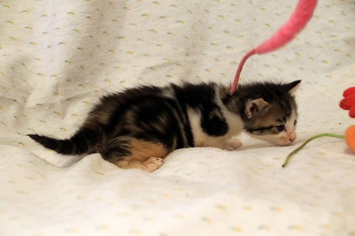 Aitor, gatito blanquipardo muy guapo nacido en Mayo´23, en adopción. Valencia. ADOPTADO. 52979530196_c775502888