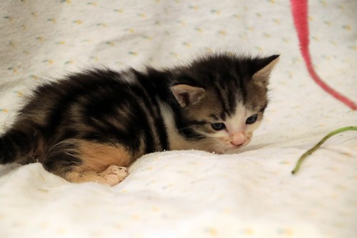 Aitor, gatito blanquipardo muy guapo nacido en Mayo´23, en adopción. Valencia. ADOPTADO. 52979530201_e981bc21a1