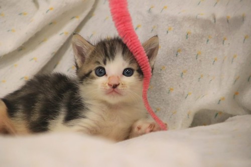 Aitor, gatito blanquipardo muy guapo nacido en Mayo´23, en adopción. Valencia. ADOPTADO. 52979530286_0f428f0d66