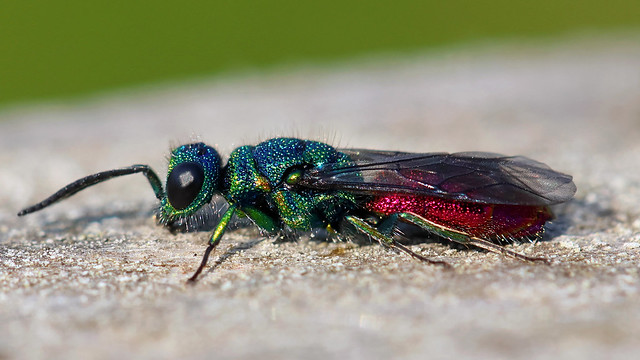Ruby-tailed wasp ~ Chrysis ignita