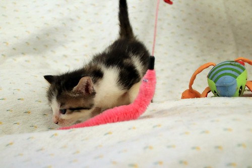 Aitor, gatito blanquipardo muy guapo nacido en Mayo´23, en adopción. Valencia. ADOPTADO. 52979902975_2a481c4a5c