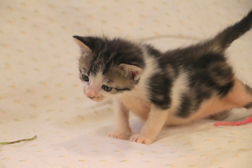 Aitor, gatito blanquipardo muy guapo nacido en Mayo´23, en adopción. Valencia. ADOPTADO. 52979903060_601143d323