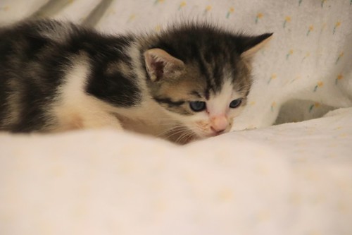 Aitor, gatito blanquipardo muy guapo nacido en Mayo´23, en adopción. Valencia. ADOPTADO. 52979903140_599cbdbced