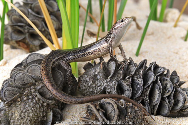 THE SOUTHERN GRASS SKINK
