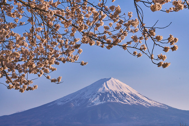 Mount Fuji framed by sakura