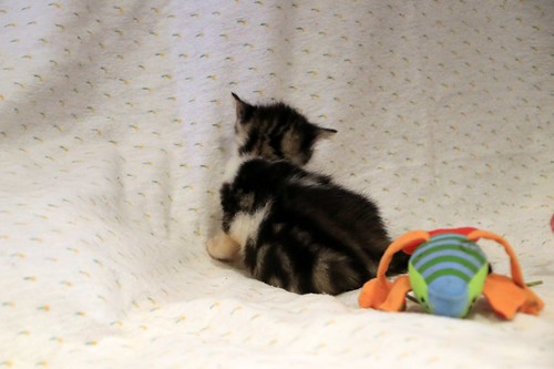 Aitor, gatito blanquipardo muy guapo nacido en Mayo´23, en adopción. Valencia. ADOPTADO. 52979984263_3b6f2c076c