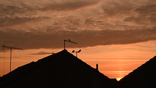 Sunrise over Woosehill - Saturday 17th June 2023  at  05:02:16