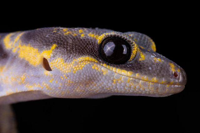 Inland Marbled Velvet Gecko - Oedura cincta