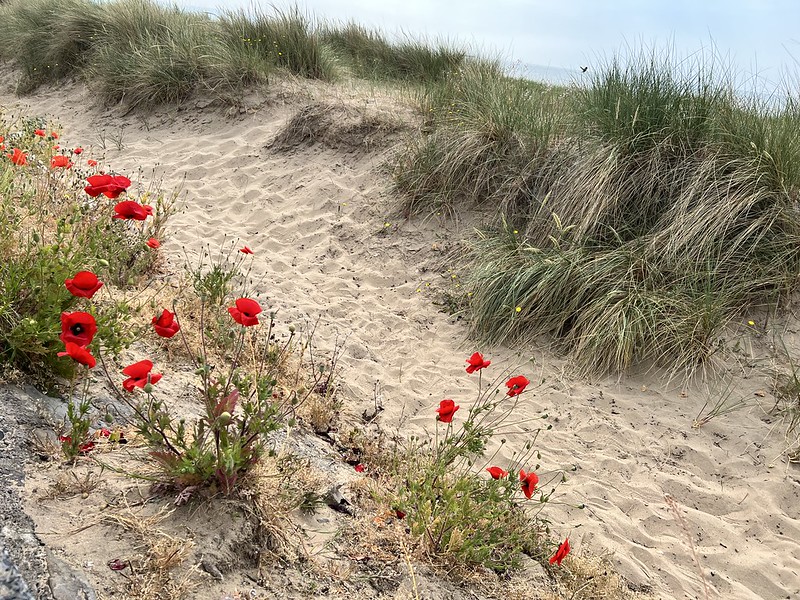 Poppies growing on the sand alongside some tussock grass