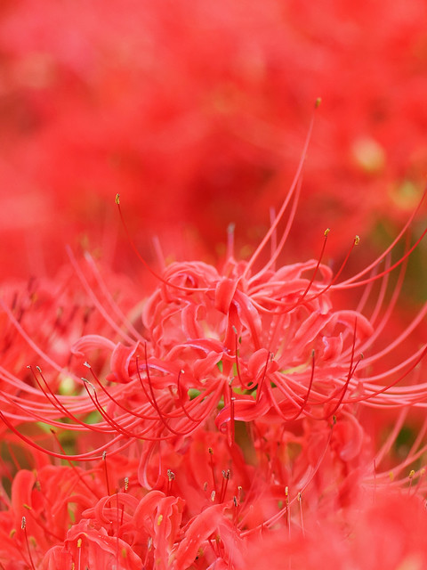 Red spider lily in 