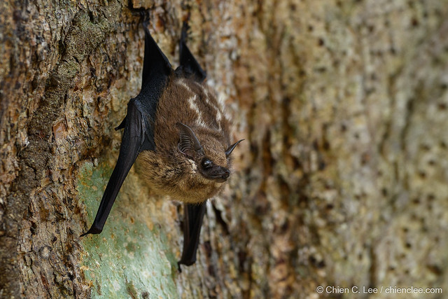 Greater Sac-winged Bat (Saccopteryx bilineata)