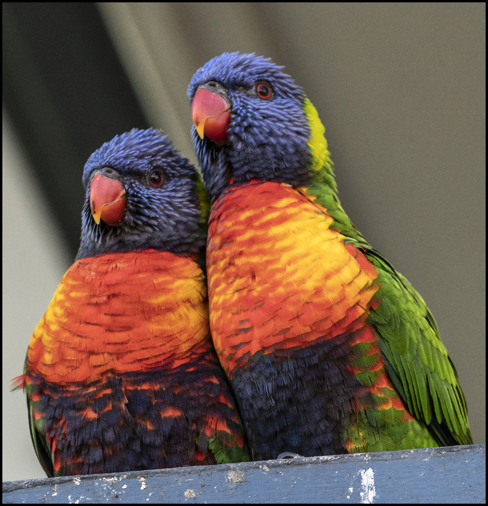 Love is in the air for Rainbow Lorikeets-1=