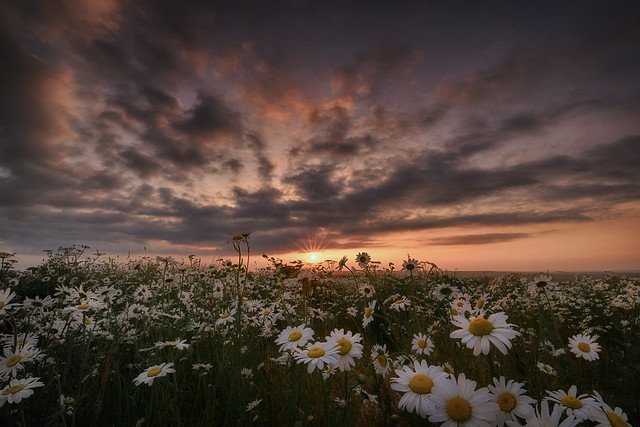 Dorset Sunset 'n' daisies