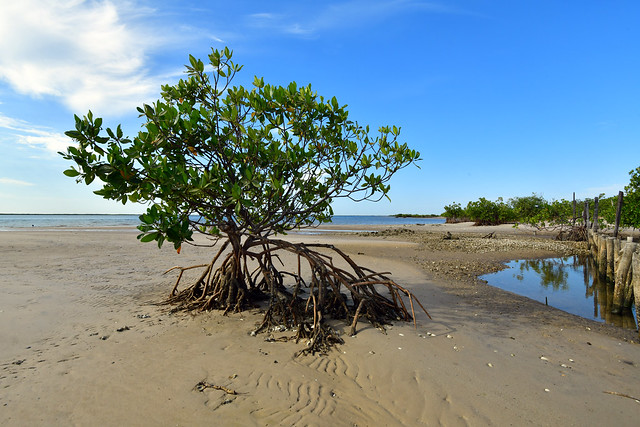 Mangrove at low tide