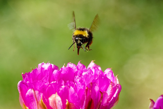 Field bumblebee approaching Echinocereus