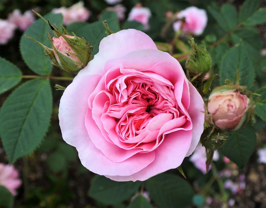 Queen of Denmark rose | An old variety of rose currently in … | Flickr