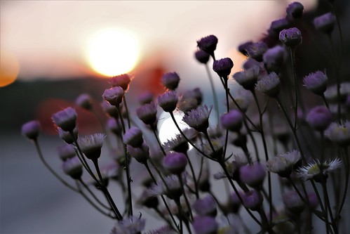 backlight caressing sunset westmount avenue greene home flickr gmayster01 guymayerphotography bokeh