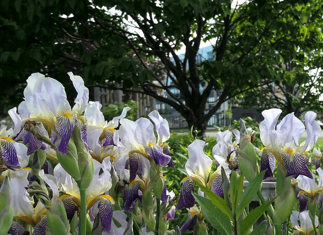 Iris Garden (Explored)
