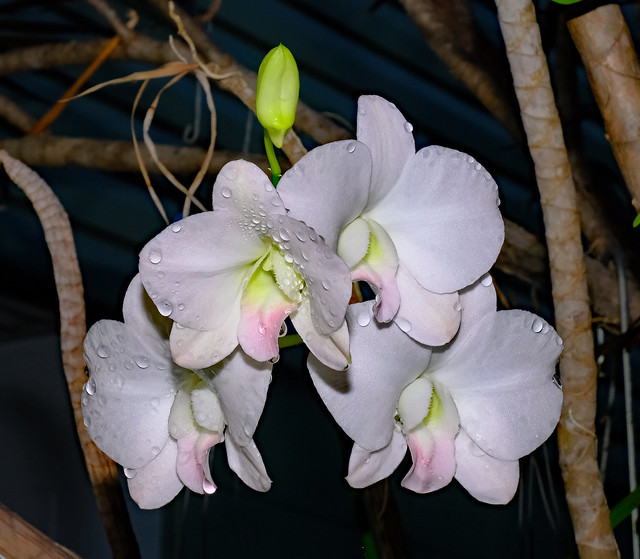 My home garden orchid collection - Darwin, NT, Australia.