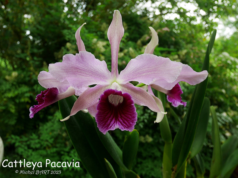 Cattleya Pacavia (purpurata x tenebrosa) 52980727527_1fb0e70960_c