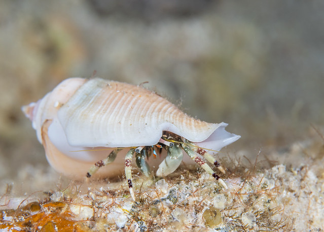 Calcinus latens - Hidden Hermit Crab