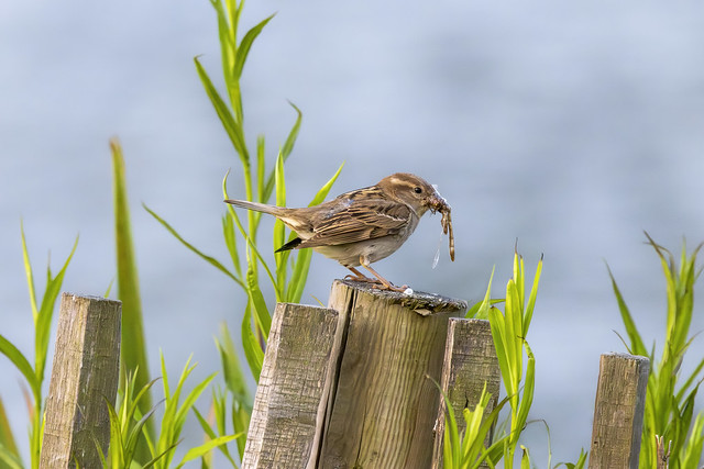 House Sparrow-Moineau domestique (Passer domesticus)