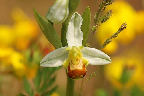 Ophrys apifera var. dubrisii