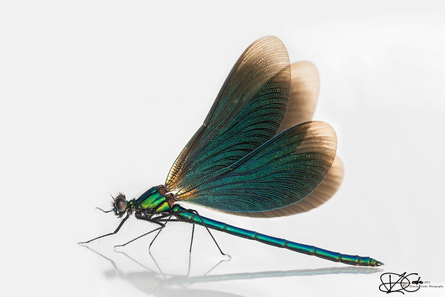 B57I5122-No23,-Beautiful-Demoiselle,-Calopteryx-vergo,-(male)