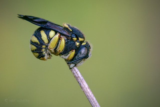 European Rotund-Resin Bee - Anthidiellum strigatum
