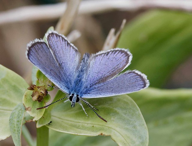 silver studded blue