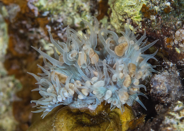 Plerogyra sinuosa - Bubble Coral