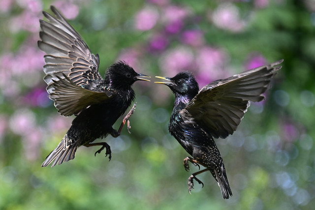 Squabbling Starlings