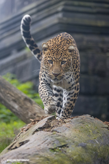 Javan Leopard - Pairi Daiza