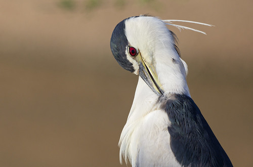 bihoreau gris blackcrowned night heron knp kruger sunset south africa bird aves oiseaux sauvage wild wildlife