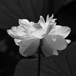 Lotus in monochrome 