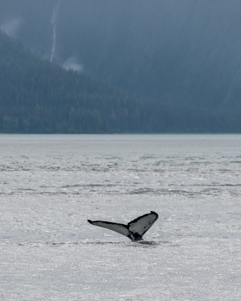 Alaskan Whale Tail II