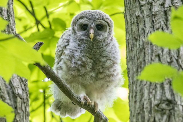 barred owlet on a branch shortly after fledging