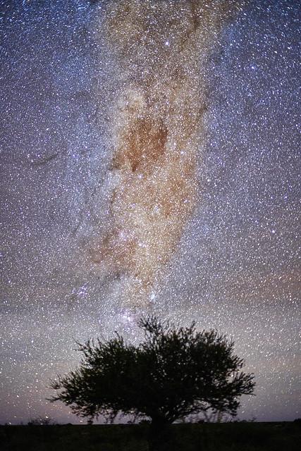 The world at night: tree and Milky Way