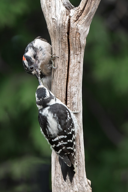 Baby Downy Woodpecker 2023 03