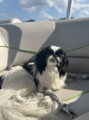 Oliver Relaxing on the Boat
