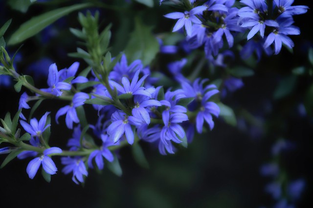 Petites fleurs bleues au crépuscule
