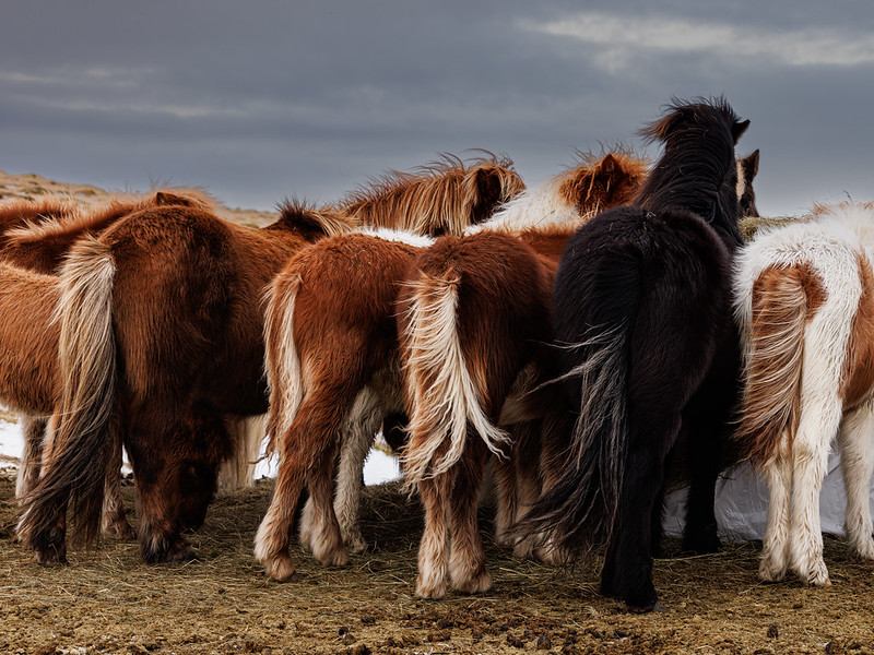 Icelandic Parliament, Horse Style!