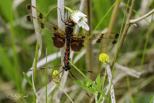 Calico pennant dragonflies 2