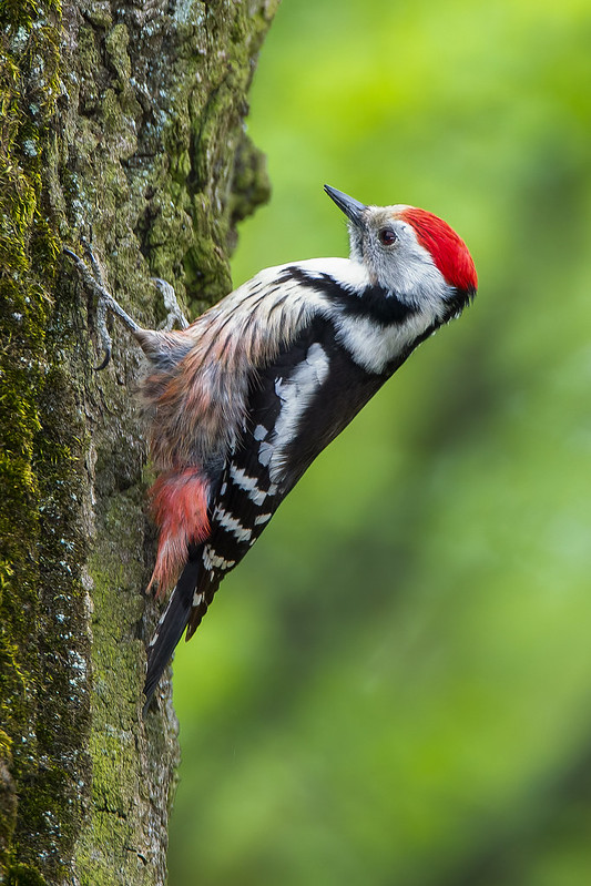 Middle Spotted Woodpecker beautiful