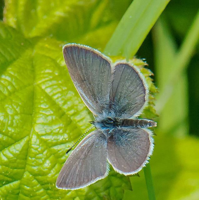 Small Blue