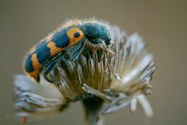 Hairy Checkered Beetles - Trichodes leucopsideus